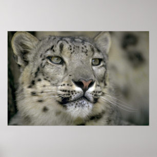 Póster Leopardo de la nieve