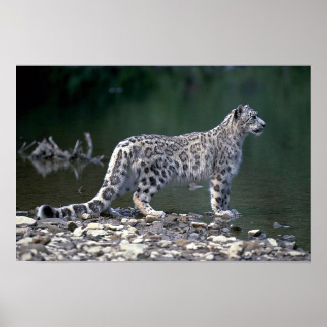 Póster Leopardo de la nieve al lado del río (Frente)