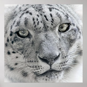Póster Leopardo de la nieve blanca exótica