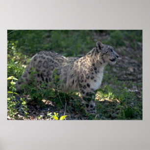 Póster Leopardo de la nieve en la ladera de la colina