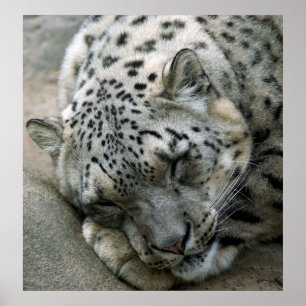 Póster Leopardo de la nieve - Sueños dulces