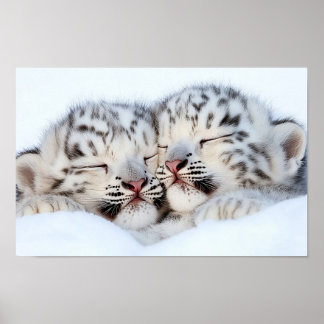 Póster Leopardo de las Nieves Animal Salvaje Entorno Natu