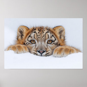 Póster Leopardo de las Nieves Animal Salvaje Entorno Natu
