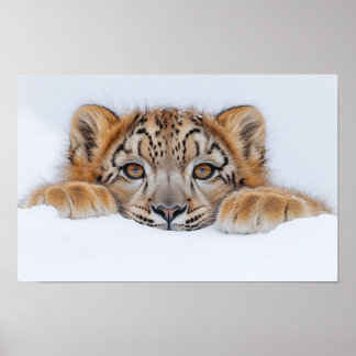 Póster Leopardo de las Nieves Animal Salvaje Entorno Natu