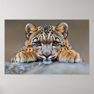 Póster Leopardo de las Nieves Animal Salvaje Entorno Natu