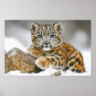Póster Leopardo de las Nieves Animal Salvaje Entorno Natu