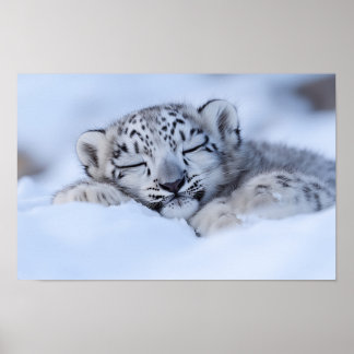 Póster Leopardo de las Nieves Animal Salvaje Entorno Natu