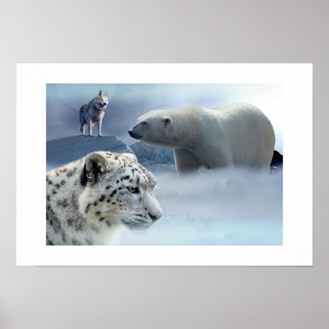 Póster Leopardo de las nieves-oso poster-polar (Frente)