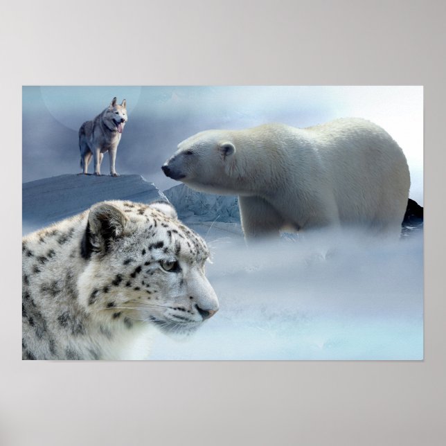 Póster Leopardo de las nieves-oso poster-polar (Frente)