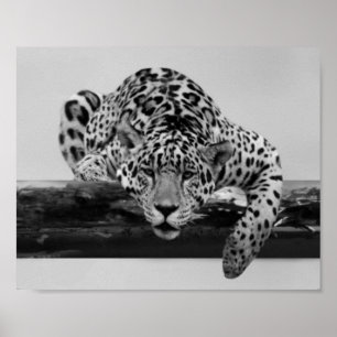 Póster Leopardo en blanco y negro