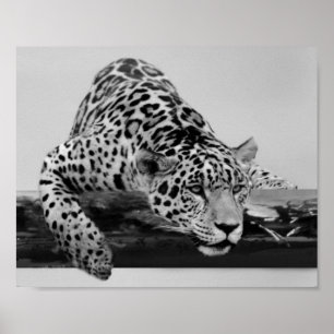 Póster Leopardo en blanco y negro
