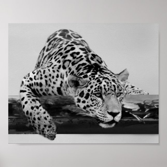 Póster Leopardo en blanco y negro (Frente)