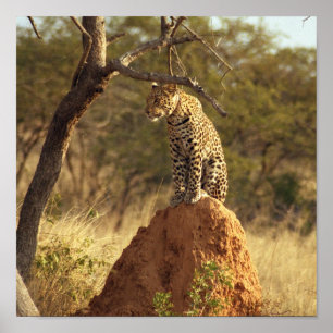 Póster Leopardo en Namibia, África