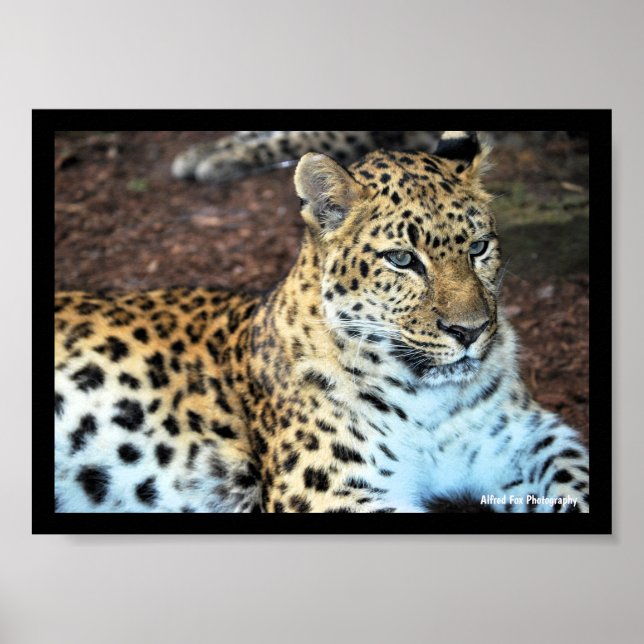 Póster Leopardo en Reposo (Frente)