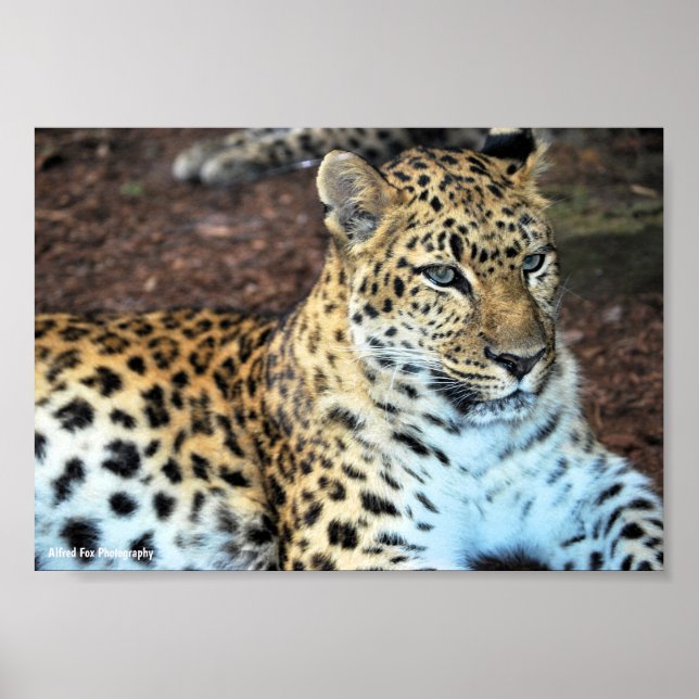 Póster Leopardo en Reposo (Frente)