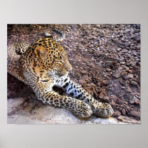 Póster Leopardo en reposo