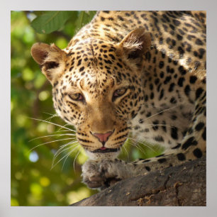 Póster Leopardo en un árbol
