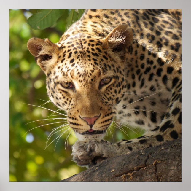 Póster Leopardo en un árbol (Frente)