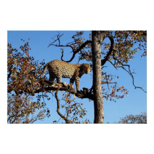 Póster Leopardo en un árbol en África