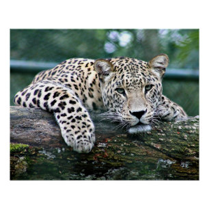 Póster Leopardo en un registro