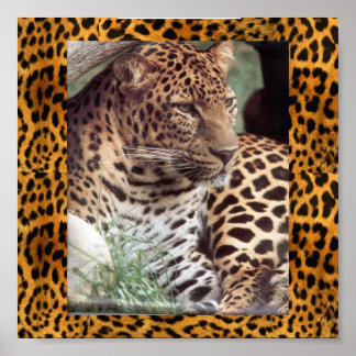 Póster Leopardo indio