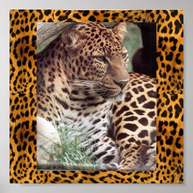 Póster Leopardo indio (Frente)