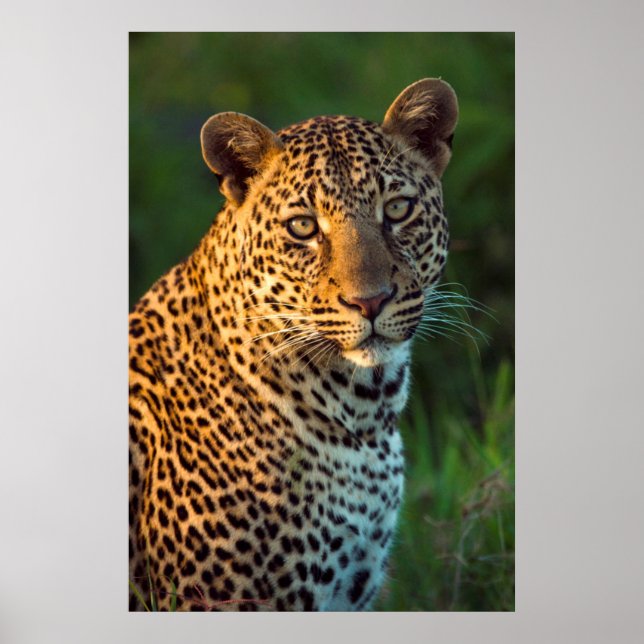 Póster Leopardo Masculino (Panthera Pardus) Cubo de creci (Frente)