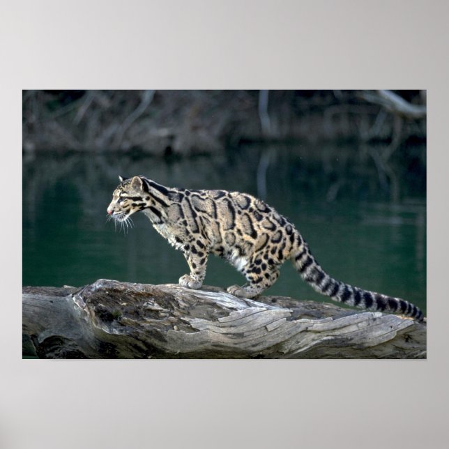 Póster Leopardo nublado (Frente)
