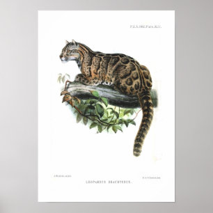 Póster Leopardo nublado