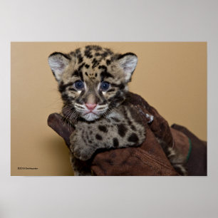 Póster Leopardo nublado Cub