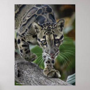 Póster Leopardo nublado en movimiento