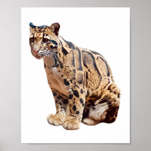 Póster leopardo nublado fotografía selva gran gato animal
