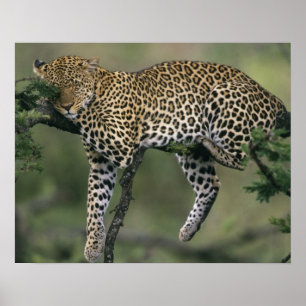 Póster Leopardo, (Panthera pardus), Kenia, Masai Mara