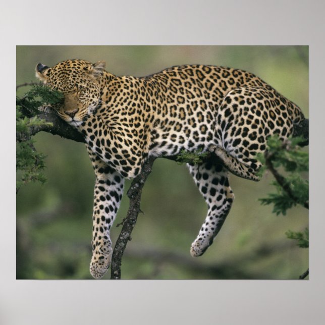 Póster Leopardo, (Panthera pardus), Kenia, Masai Mara (Frente)