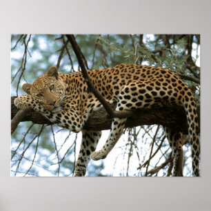 Póster Leopardo que descansa en árbol