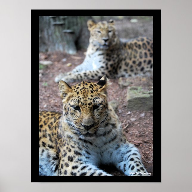 Póster Leopardos descansando (Frente)
