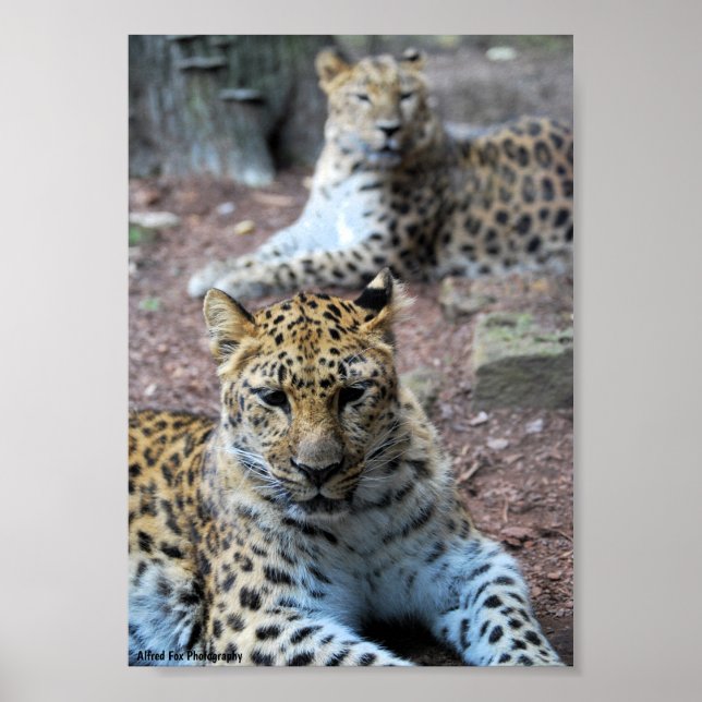 Póster Leopardos descansando (Frente)