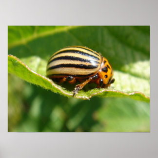 Póster Leptinotarsa decemlineata