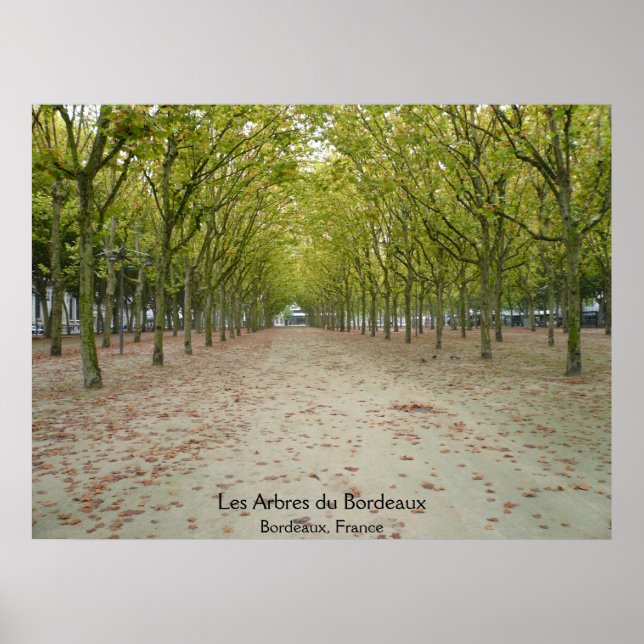 Póster Les Arbres du Bordeaux (Frente)