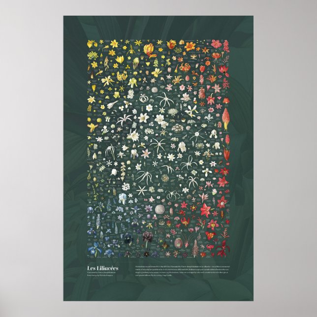 Póster Les Liliacées de Redouté (Frente)