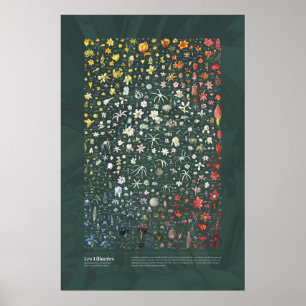Póster Les Liliacées de Redouté