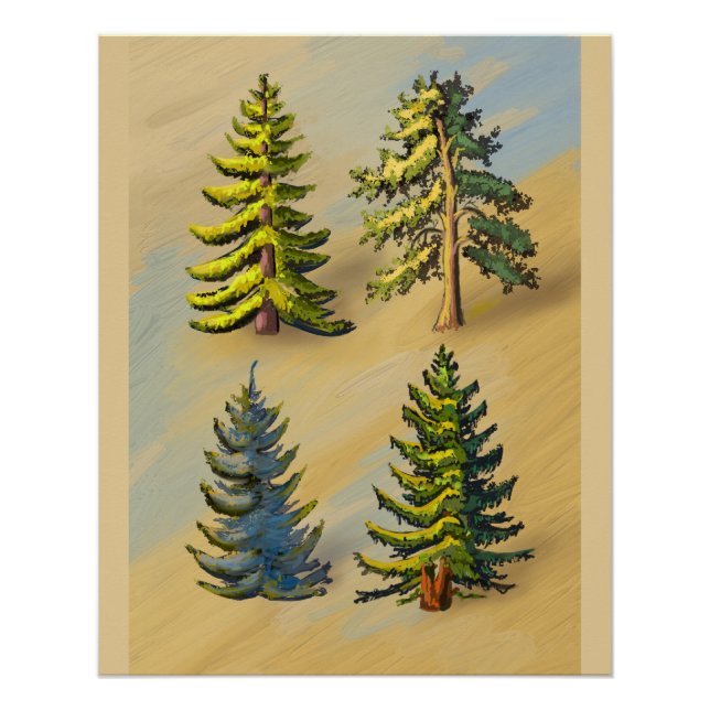 Póster Les quatres variétés de sapins, botanique. (Anverso)