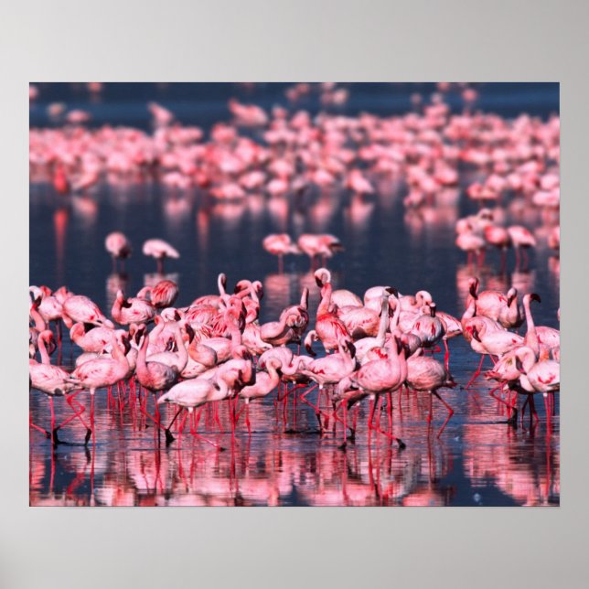 Póster Lesser Flamingos (Phoeniconaias menor), África, (Frente)