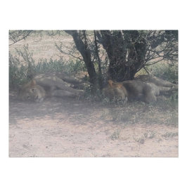 Póster Let Sleepy Lions Lie