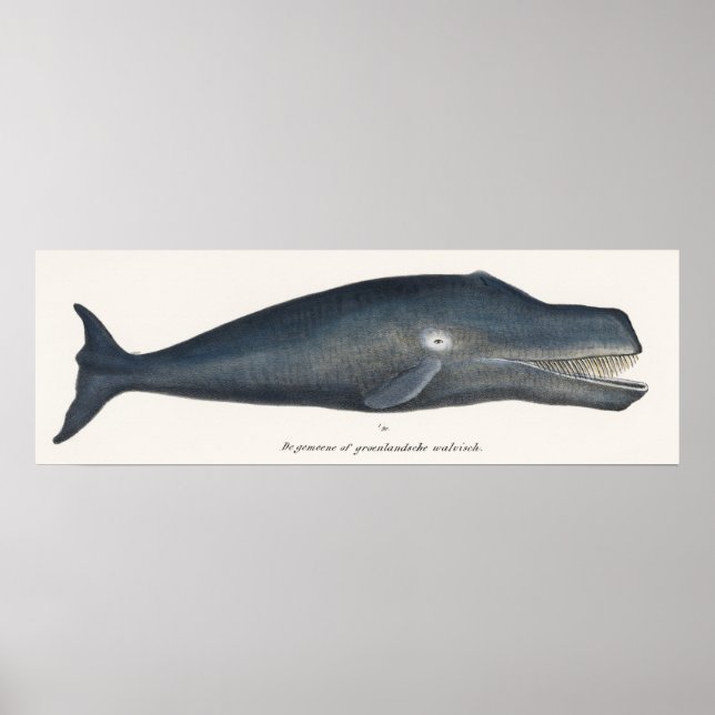 Póster Letografía de Bowhead Whale (Frente)