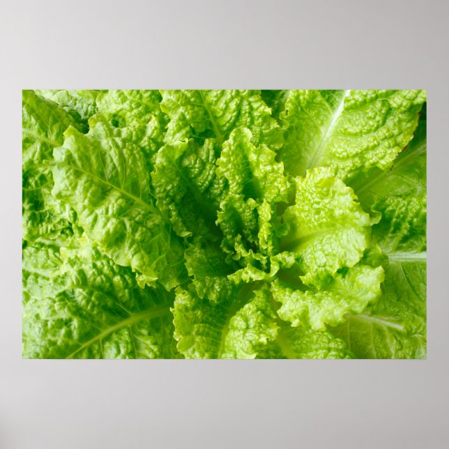 Póster Lettuce (Frente)