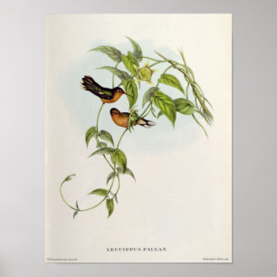 Póster Leucippus Fallax