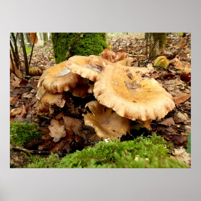 Póster Leucopaxillus giganteus Mushroom Poster (Frente)