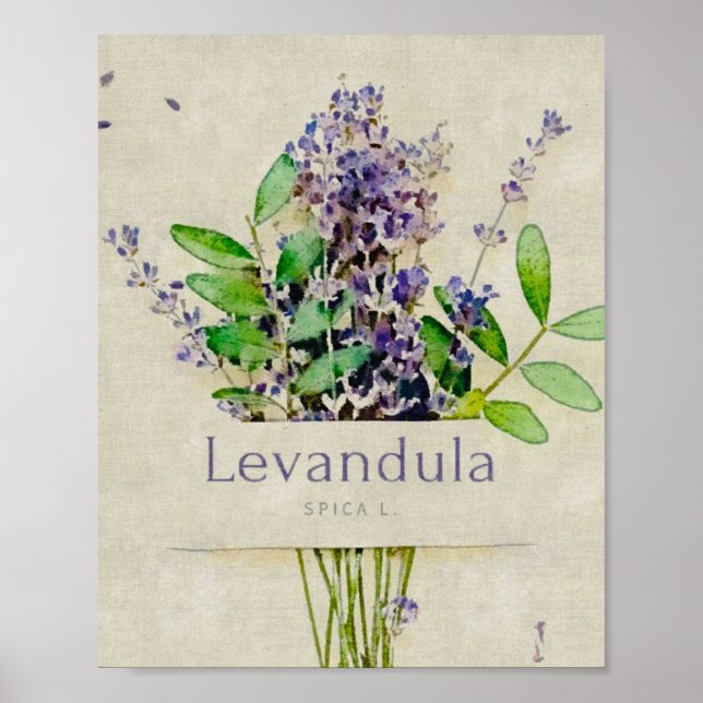 Póster Levandula spica l. (Frente)