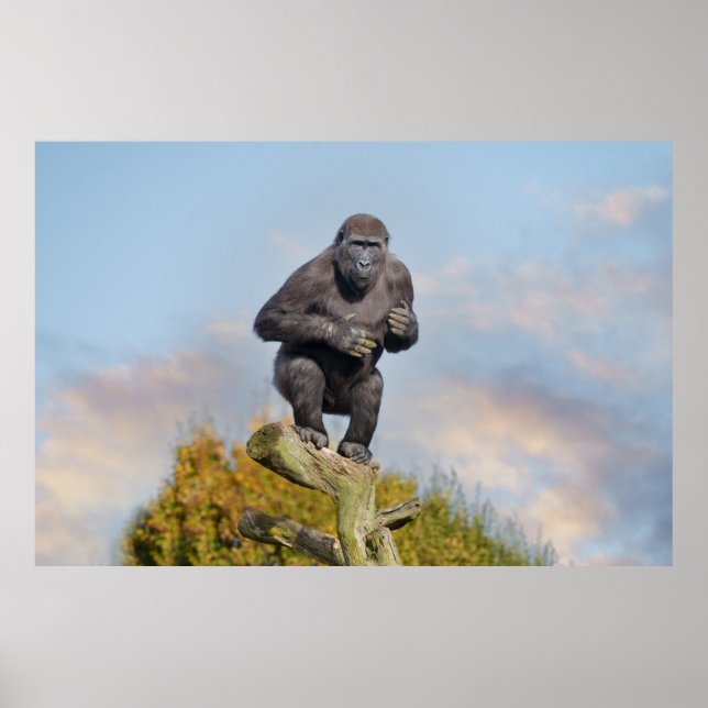 Póster Ley de equilibrio de árboles de gorilas (Frente)